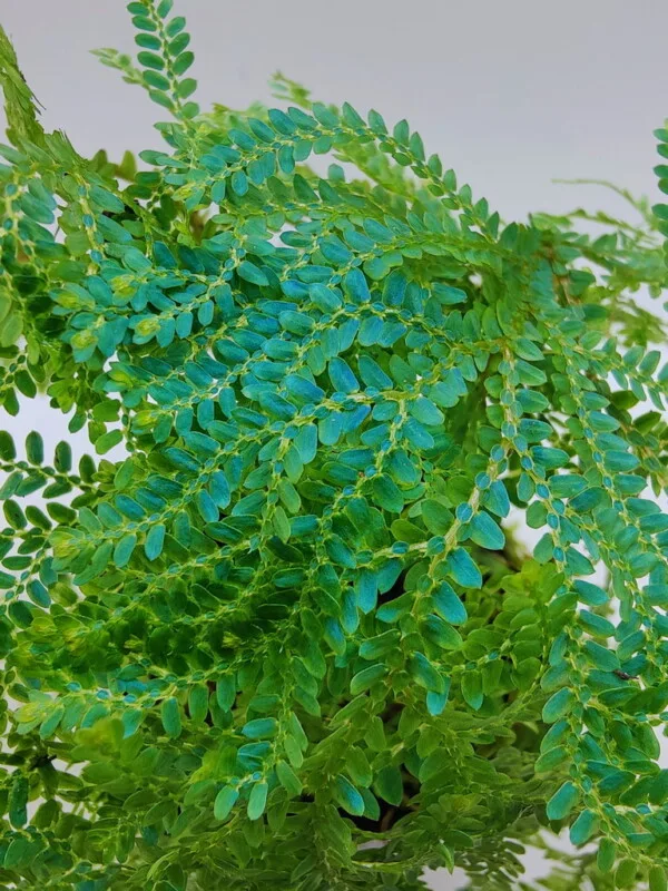 Selaginella uncinata Selaginella uncinata