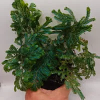 Selaginella willdenowii Selaginella willdenowii