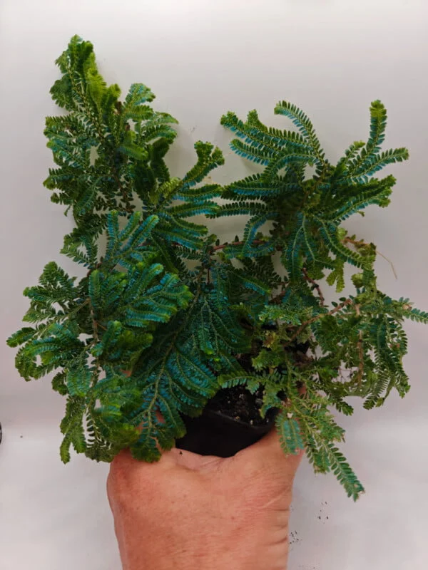 Selaginella willdenowii