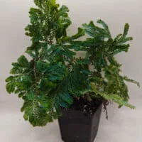 Selaginella willdenowii Selaginella willdenowii