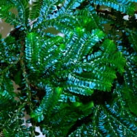 Selaginella willdenowii Selaginella willdenowii