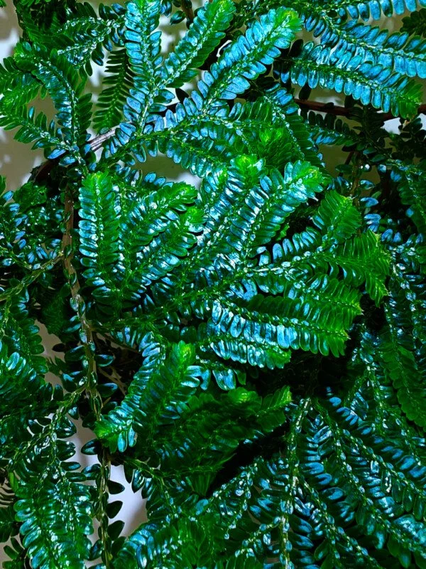 Buy Selaginella willdenowii | Zephyr Terra