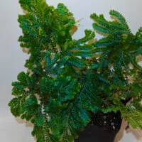 Selaginella willdenowii Selaginella willdenowii