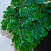 Selaginella willdenowii Selaginella willdenowii