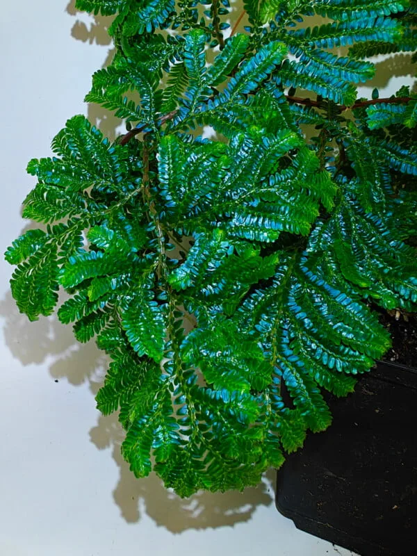Selaginella willdenowii Selaginella willdenowii