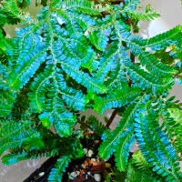 Selaginella willdenowii Selaginella willdenowii