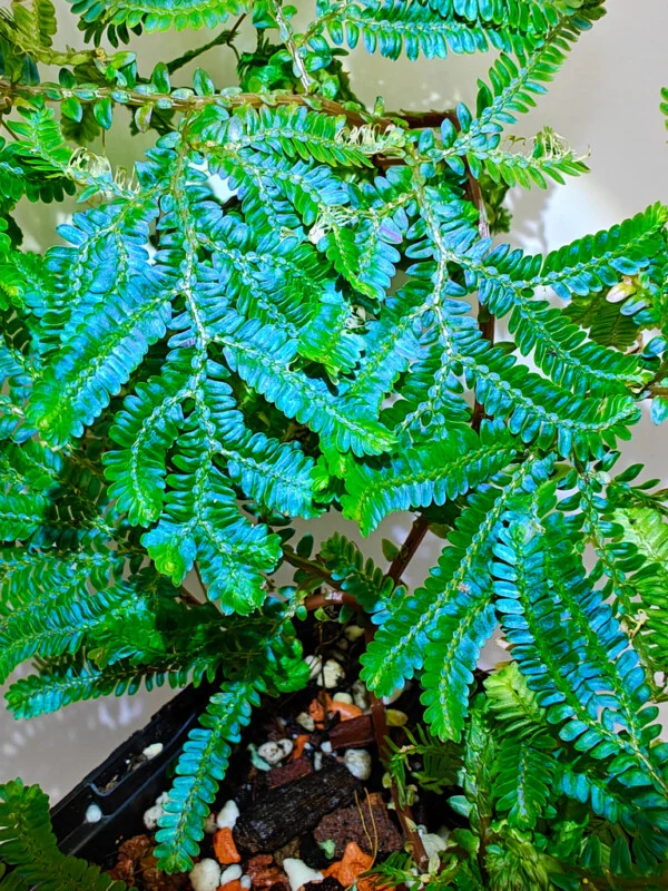 Selaginella willdenowii Selaginella willdenowii