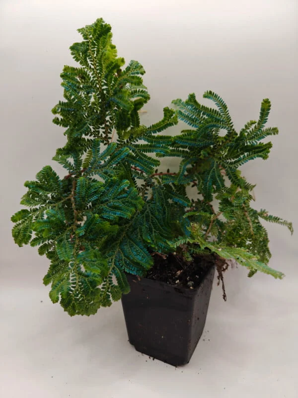 Buy Selaginella willdenowii | Zephyr Terra