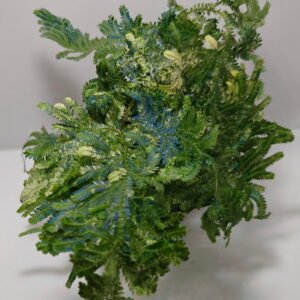 Selaginella willdenowii var
