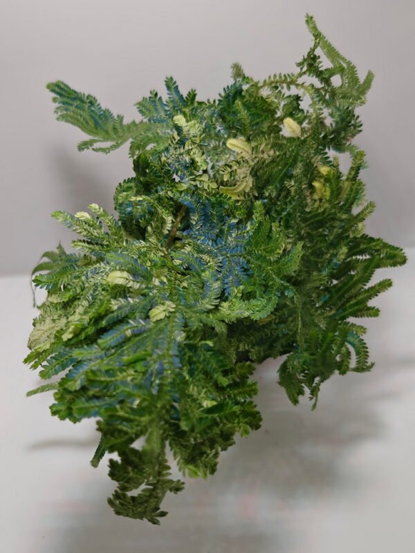Selaginella willdenowii var