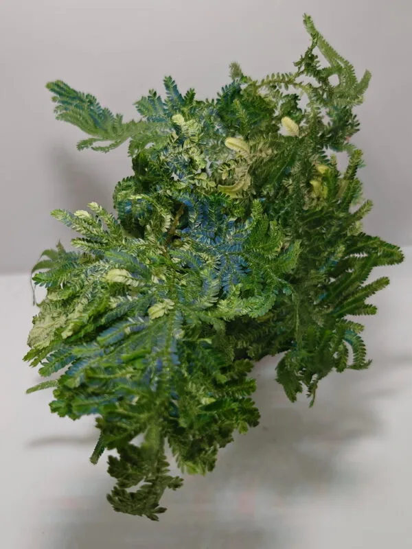 Selaginella willdenowii var Selaginella willdenowii var