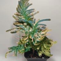 Selaginella willdenowii var