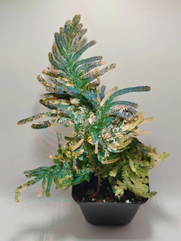 Selaginella willdenowii var