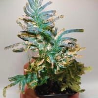 Selaginella willdenowii var