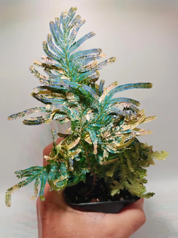 Selaginella willdenowii var