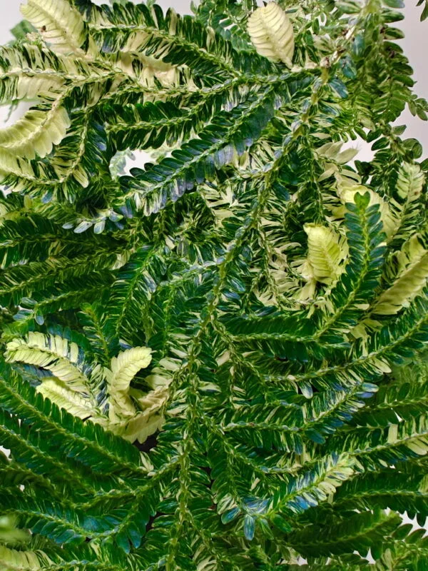 Selaginella willdenowii var