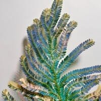 Selaginella willdenowii var