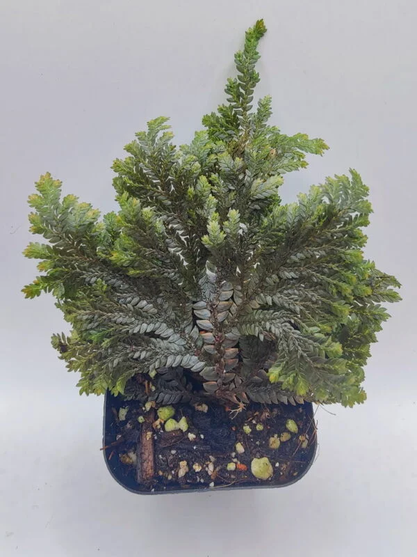 Selaginella sp West Kalimantan