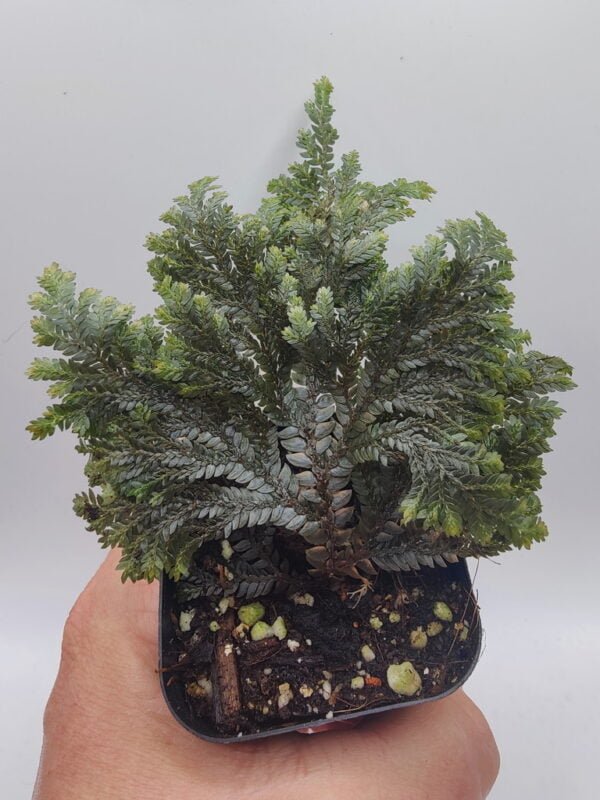 Selaginella sp West Kalimantan