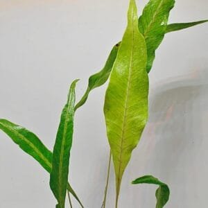 Selliguea sp Malaysia