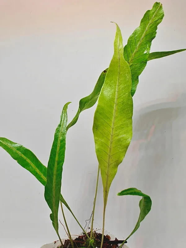 Selliguea sp Malaysia