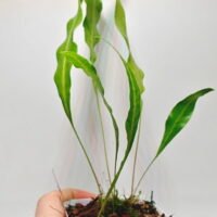 Selligua sp Malaysia Selligua sp Malaysia