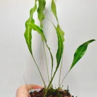 Selliguea sp Malaysia