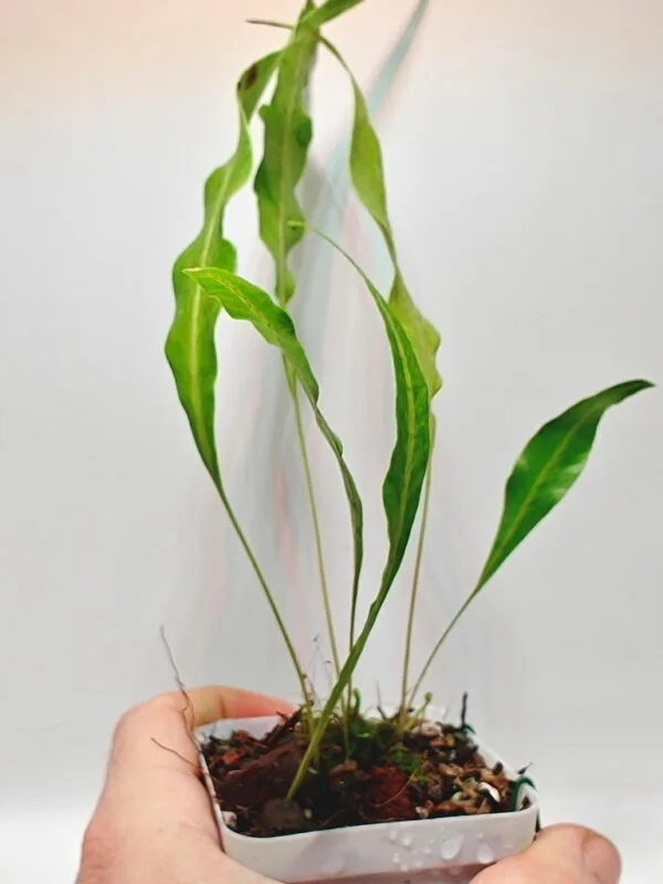 Selliguea sp Malaysia
