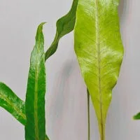 Selliguea sp Malaysia