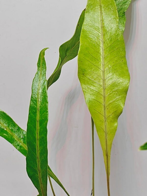 Selligua sp Malaysia Selligua sp Malaysia