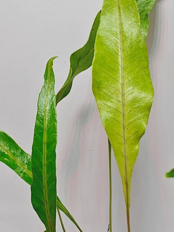 Selliguea sp Malaysia