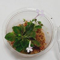 Sinningia pusilla Itacoa