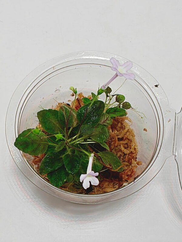 Sinningia pusilla Itacoa