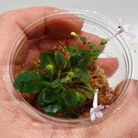 Sinningia pusilla Itacoa