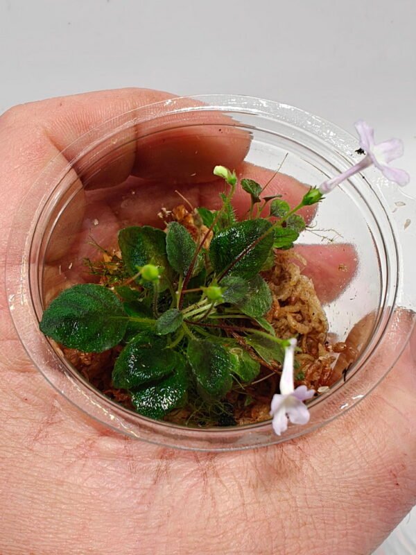 Sinningia pusilla Itacoa