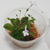 Sinningia pusilla Itacoa