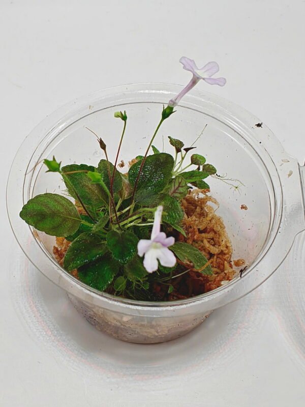 Sinningia pusilla 'Itacoa' and 'Serra da Vista' mix