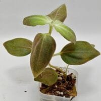 Sonerila sp Sumatra Silver Sonerila sp Sumatra Silver