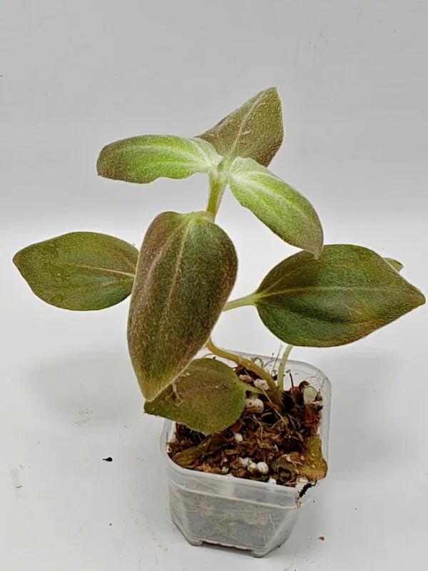 Sonerila sp Sumatra Silver (Wysiwyg)