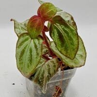 Sonerila sp Sumatra White Sonerila sp Sumatra White