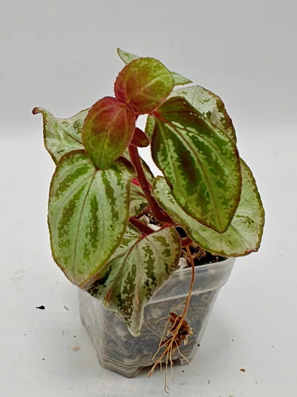 Sonerila sp Sumatra White (Wysiwyg)