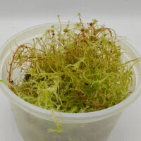 Sphagnum sp Peru Sphagnum sp Peru