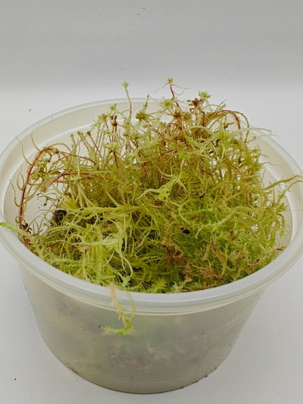 Sphagnum sp Peru