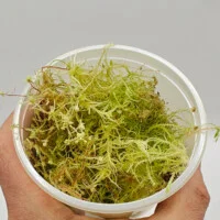 Sphagnum sp Peru Sphagnum sp Peru