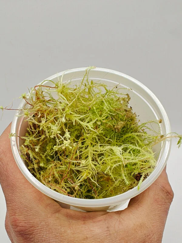 Sphagnum sp Peru