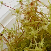 Sphagnum sp Peru Sphagnum sp Peru