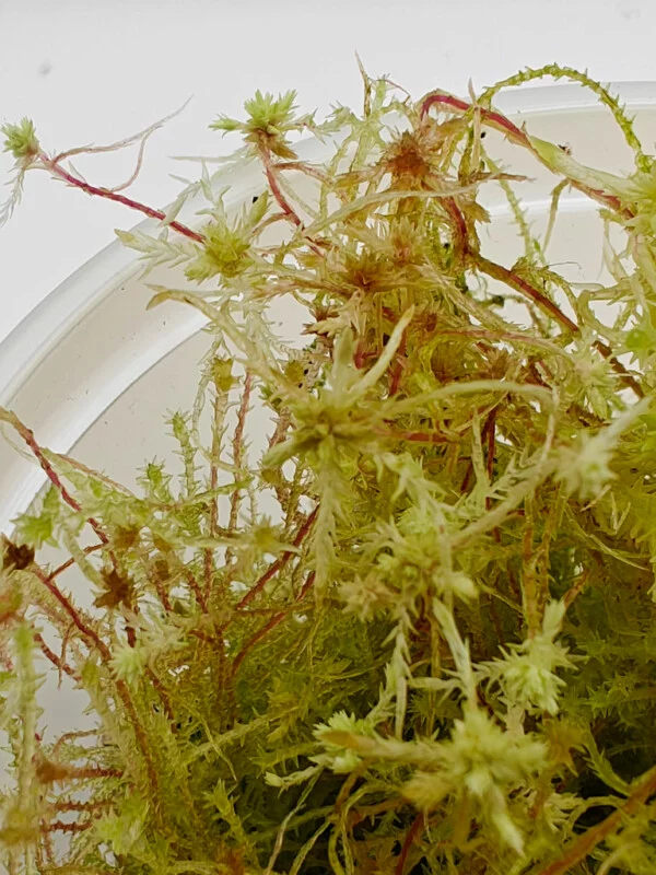 Sphagnum sp Peru Sphagnum sp Peru