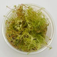 Sphagnum sp Peru Sphagnum sp Peru