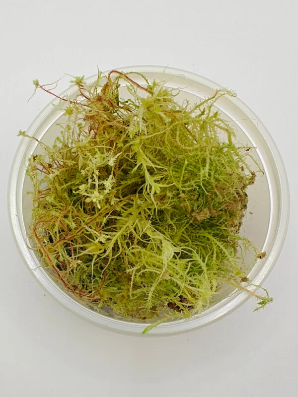 Sphagnum sp Peru Sphagnum sp Peru