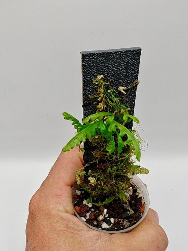 Teratophyllum rotundifoliatum